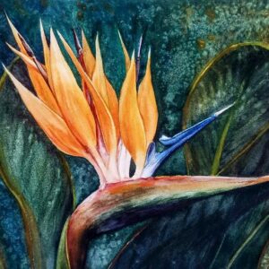 HER MAJESTY STRELITZIA!