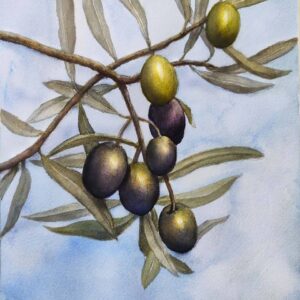 OLIVE TREE BRANCH