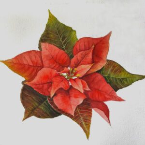 POINSETTIA